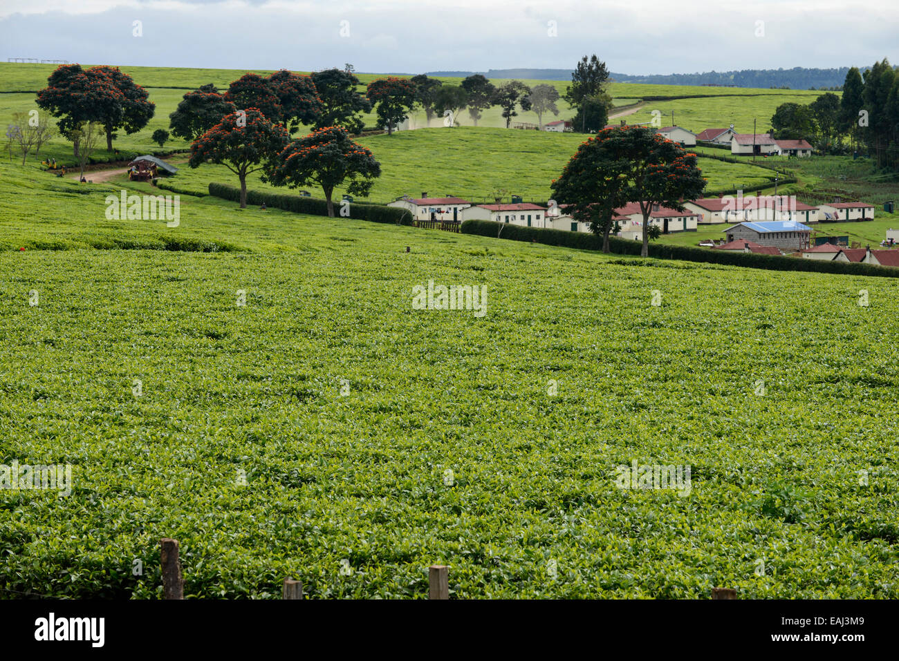 KENYA Kericho, worker pick tea leaves for Lipton tea, tea plantation of Unilever, houses for the tea worker Stock Photo