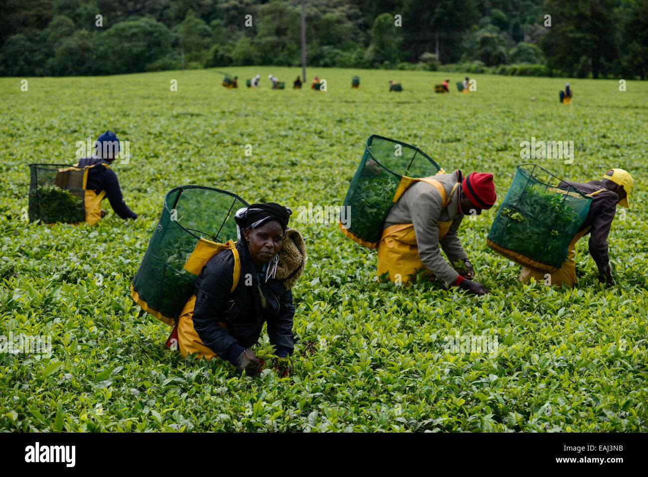 KENYA Kericho, worker pick tea leaves for Lipton tea, tea plantation of Unilever Stock Photo