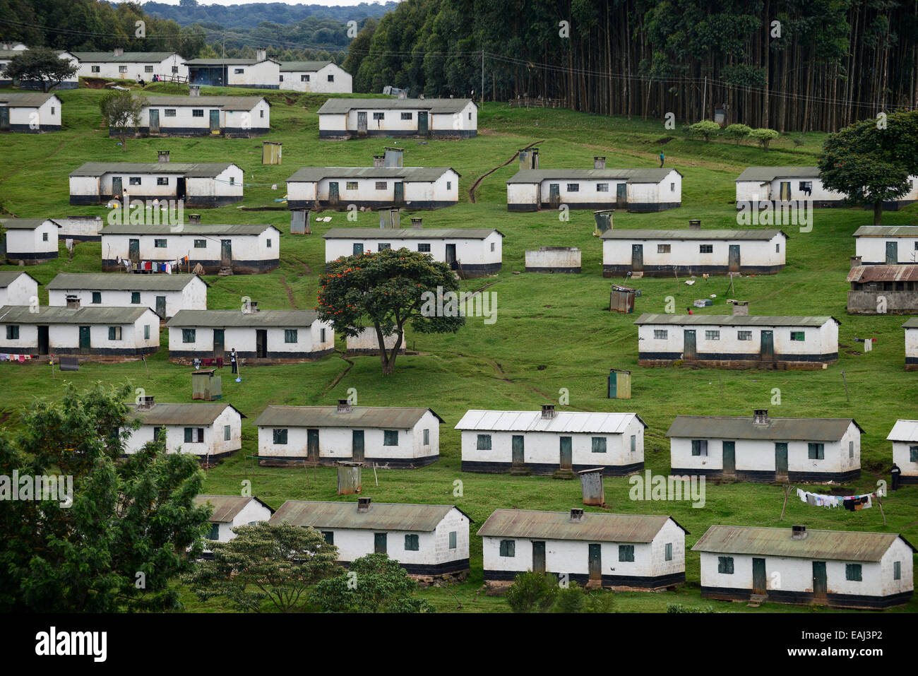 KENYA Kericho, tea plantation, housing colony for tea worker Stock