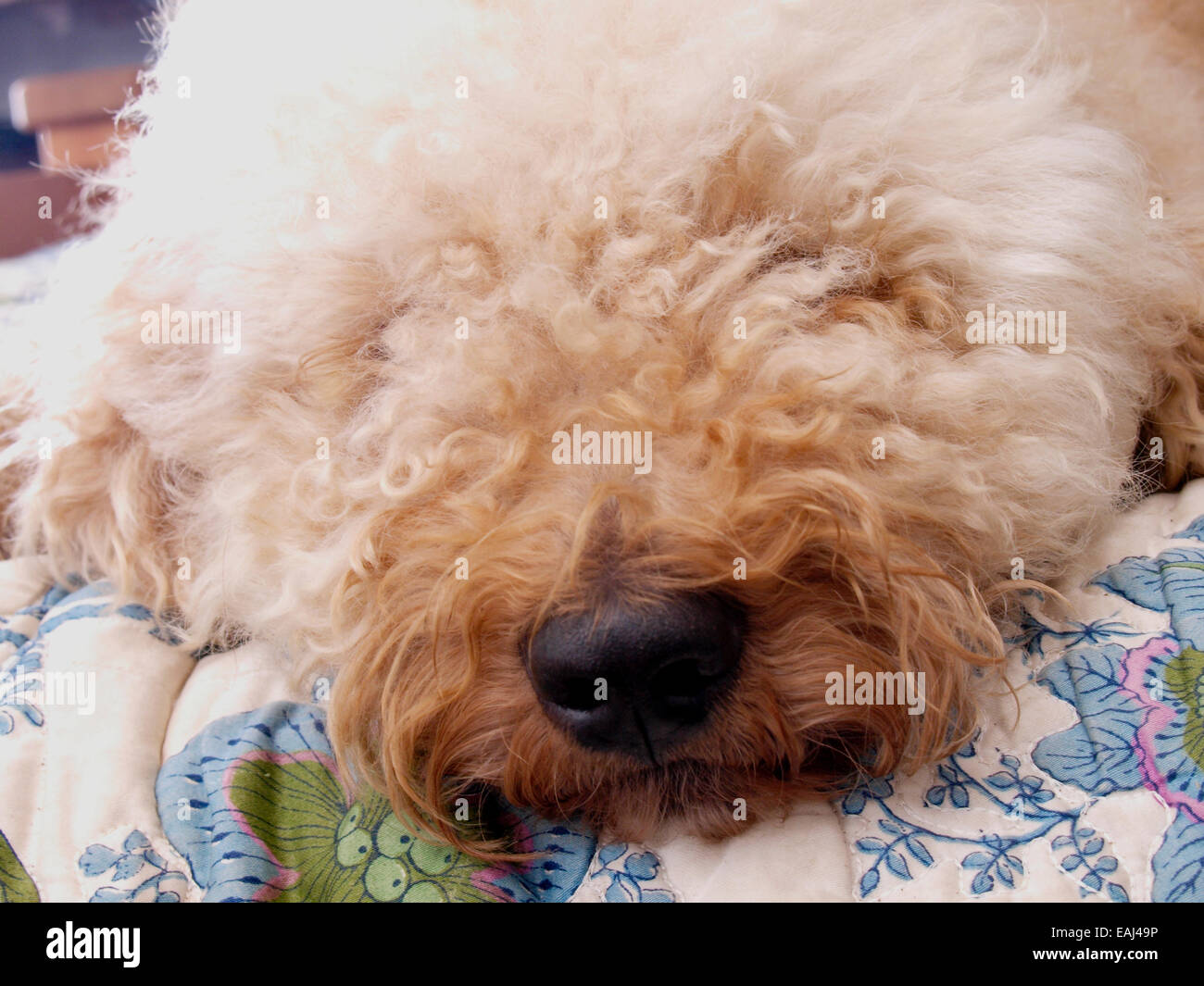 Labradoodle Bed High Resolution Stock Photography and Images Alamy