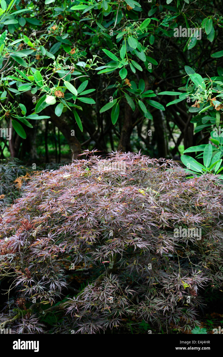 acer palmatum dissectum purple foliage leaves deciduous tree trees dome domed shape shaped japanese maple maples RM Floral Stock Photo