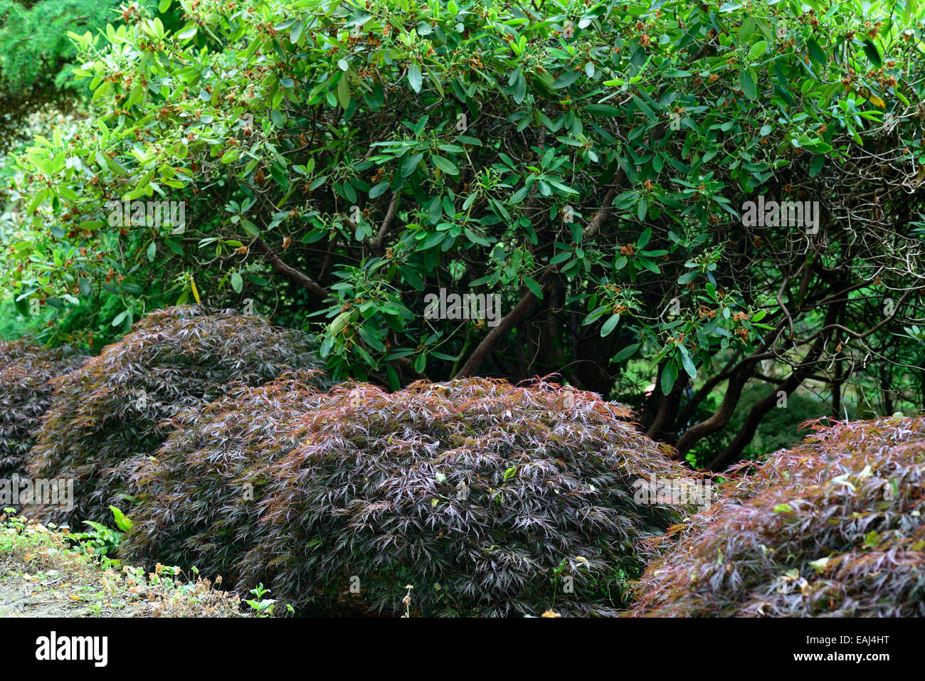 acer palmatum dissectum purple foliage leaves deciduous tree trees dome domed shape shaped japanese maple maples RM Floral Stock Photo