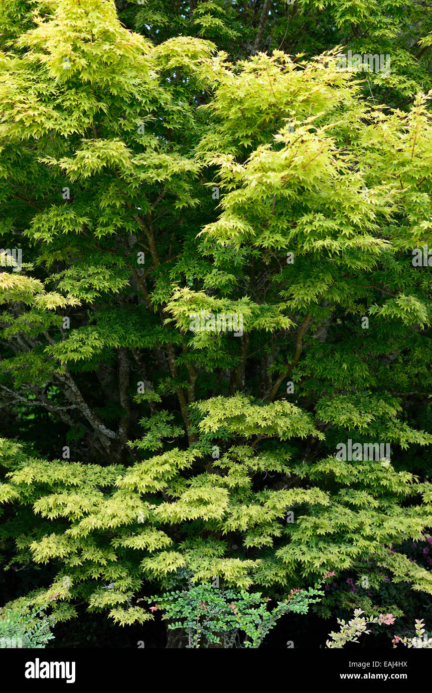 acer palmatum orange dream lime green yellow foliage leaves deciduous