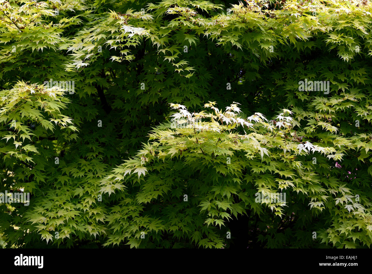 acer palmatum orange dream lime green yellow foliage leaves deciduous