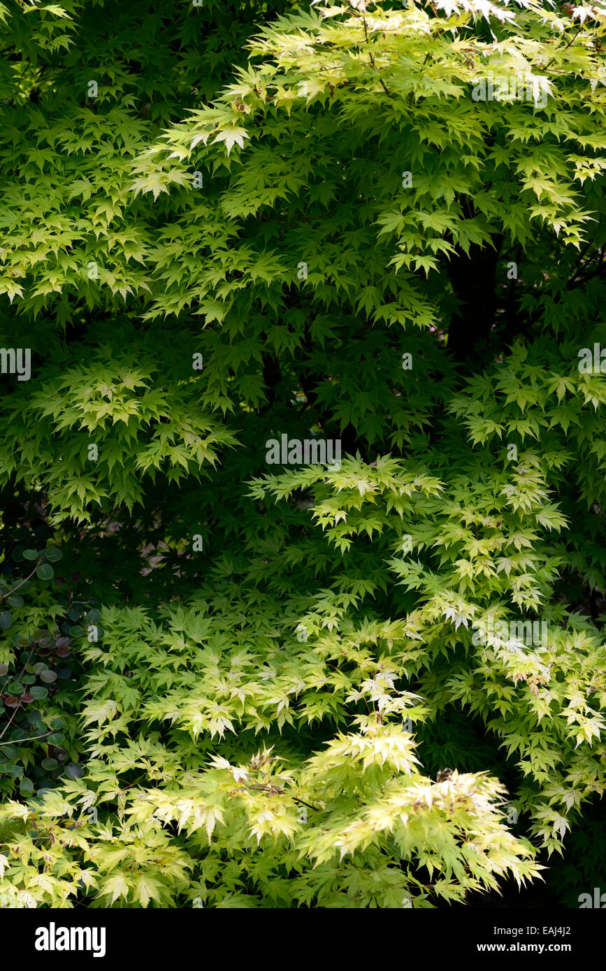 acer palmatum orange dream lime green yellow foliage leaves deciduous