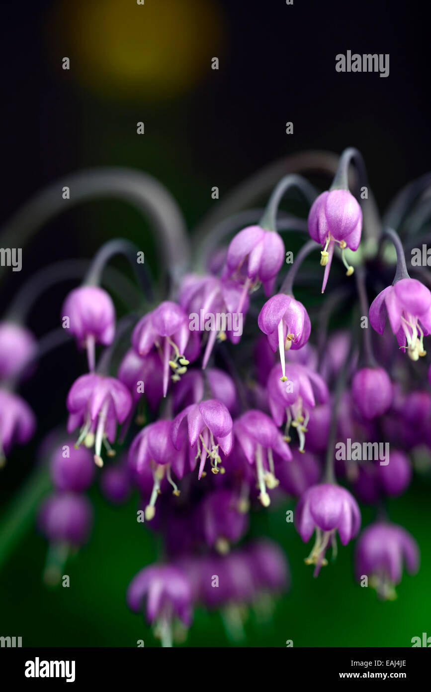 allium cernuum purple flower flowers flowering nodding onions lady's