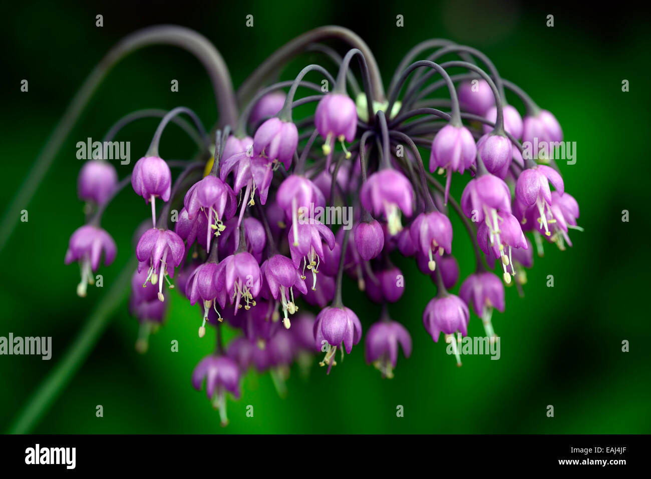 allium cernuum purple flower flowers flowering nodding onions lady's