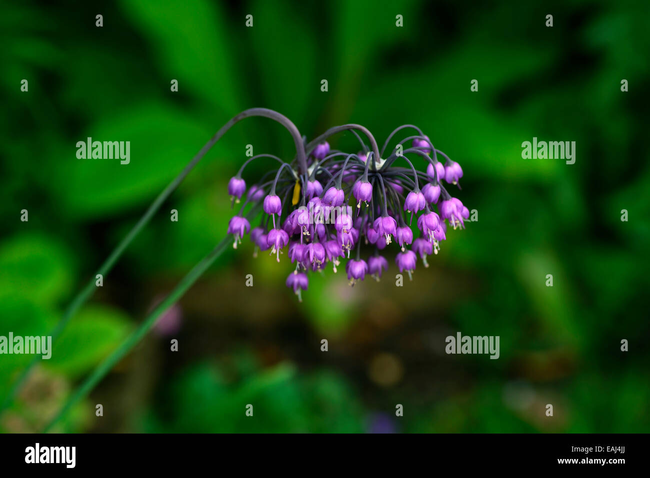 allium cernuum purple flower flowers flowering nodding onions lady's