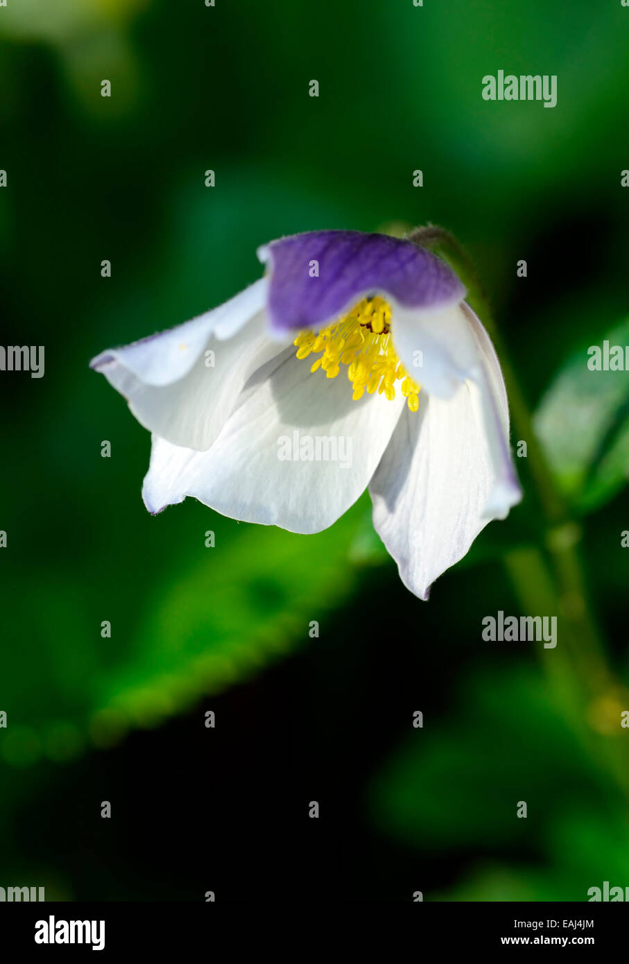 anemone wild swan white flower blue purple reverse herbaceous perennial