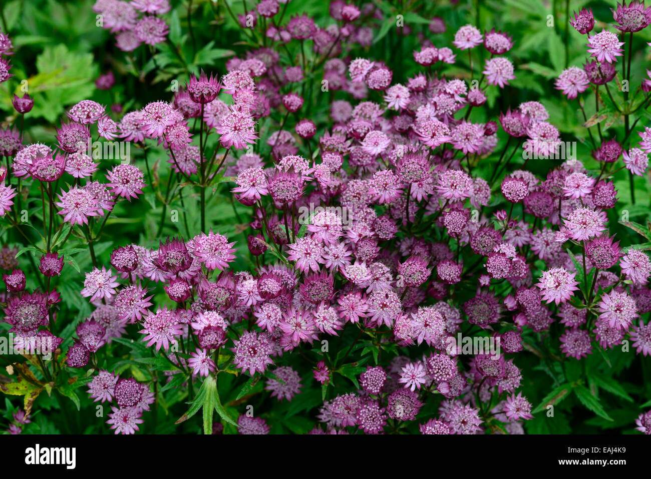 astrantia major roma masterworts pink flowers flower flowering plant portraits perennials RM Floral Stock Photo