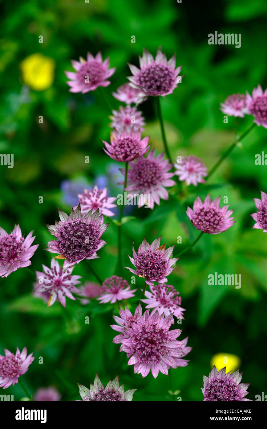 astrantia major roma masterworts pink flowers flower flowering plant portraits perennials RM Floral Stock Photo