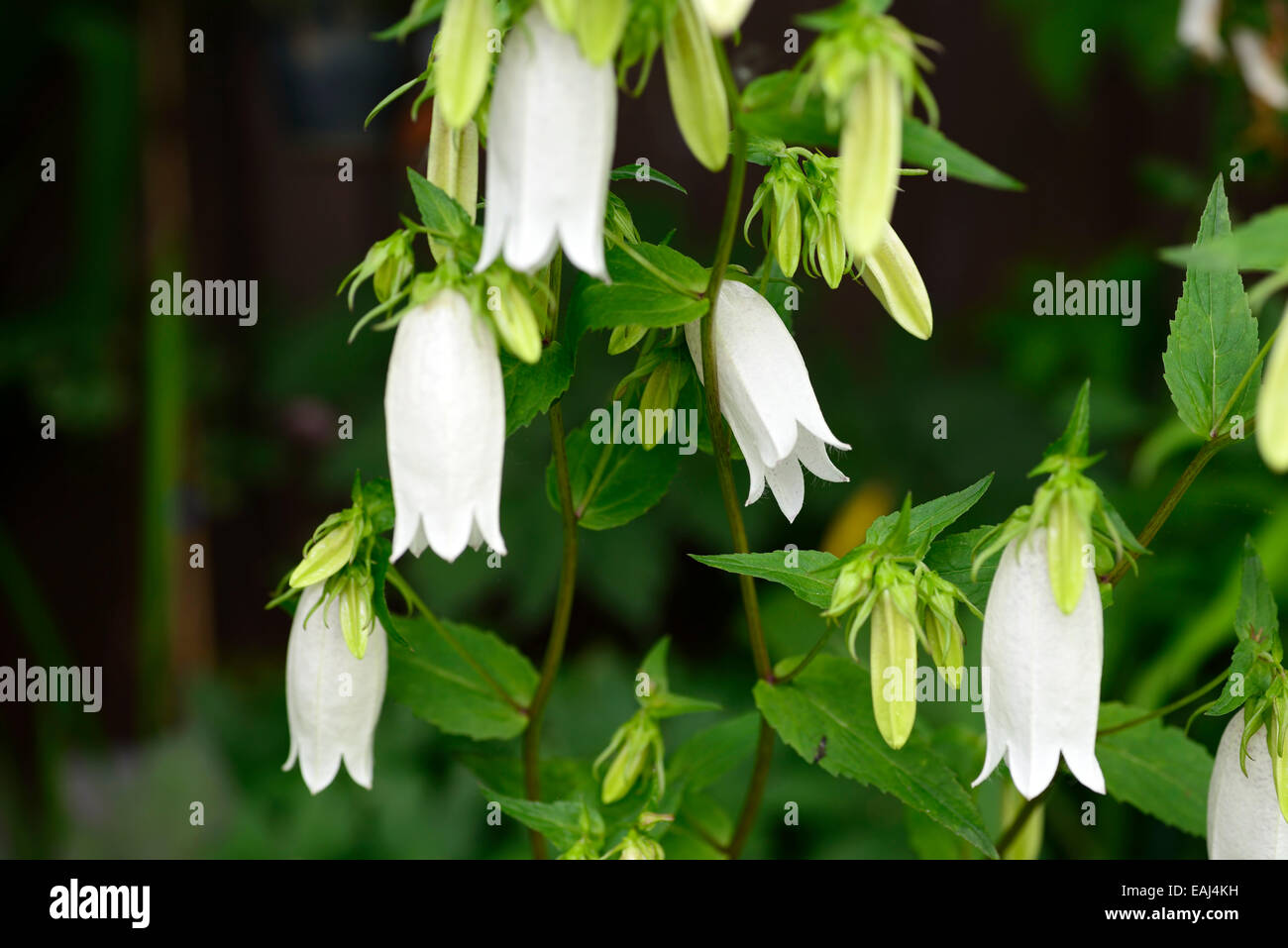 campanula takesimana alba white bellflower flowers bell shaped