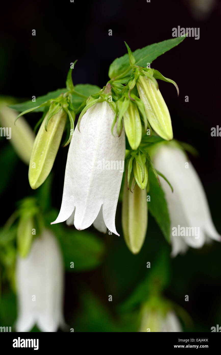 campanula takesimana alba white bellflower flowers bell shaped herbaceous perennial korean bellflowers RM Floral Stock Photo