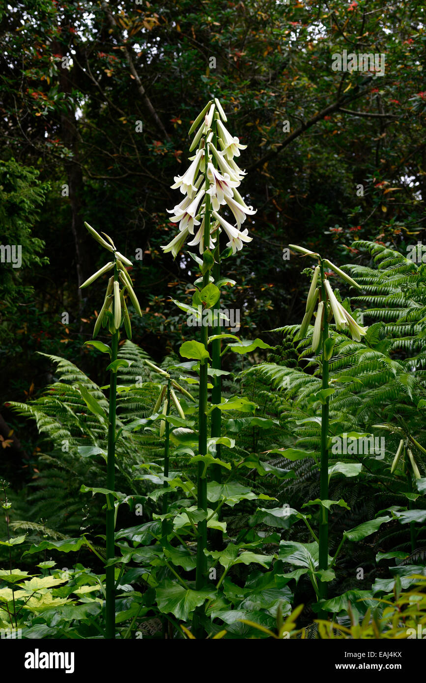 cardiocrinum giganteum flower flowers garden giant himalayan lily lilies bulb plant shade shelter wood woodland RM Floral Stock Photo