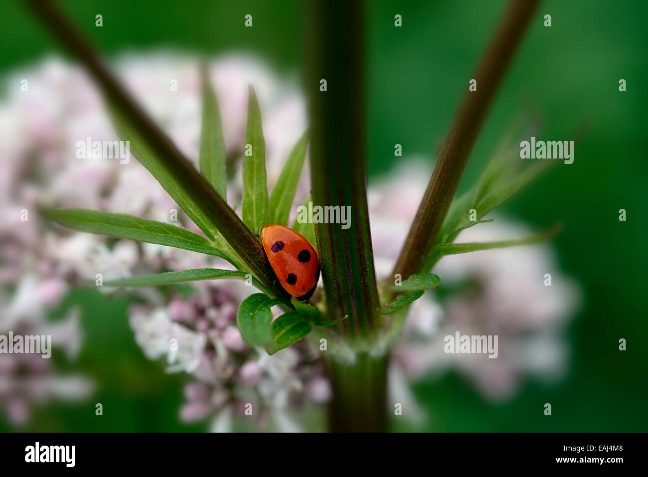 Coccinella septempunctata red ladybird selective focus focussed shelter sheltered sheltering branch branchpoint RM Floral Stock Photo