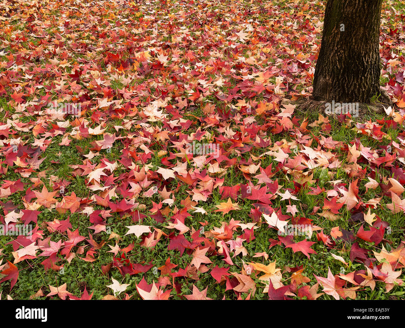 Fallen plane tree leaves hi-res stock photography and images - Alamy