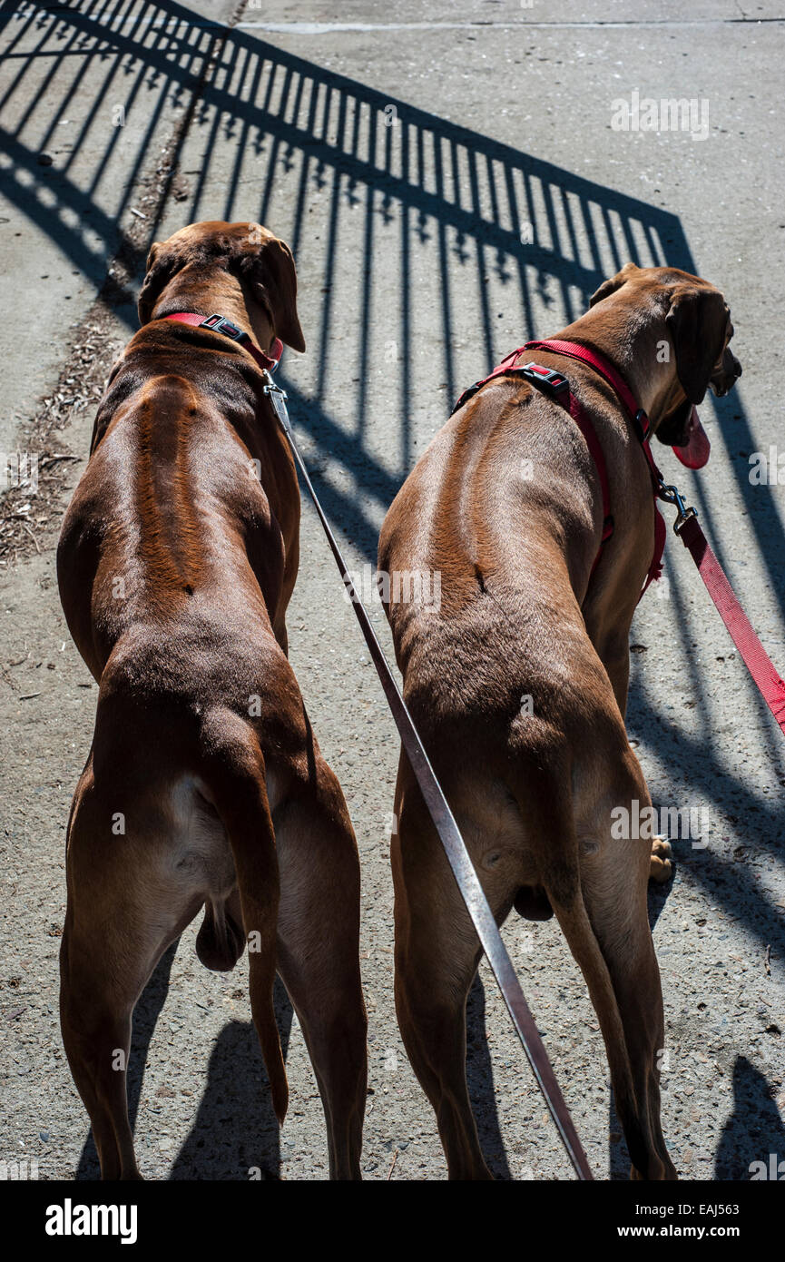 Two Rhodesian Ridgeback dogs playing in the open air in a residential ...