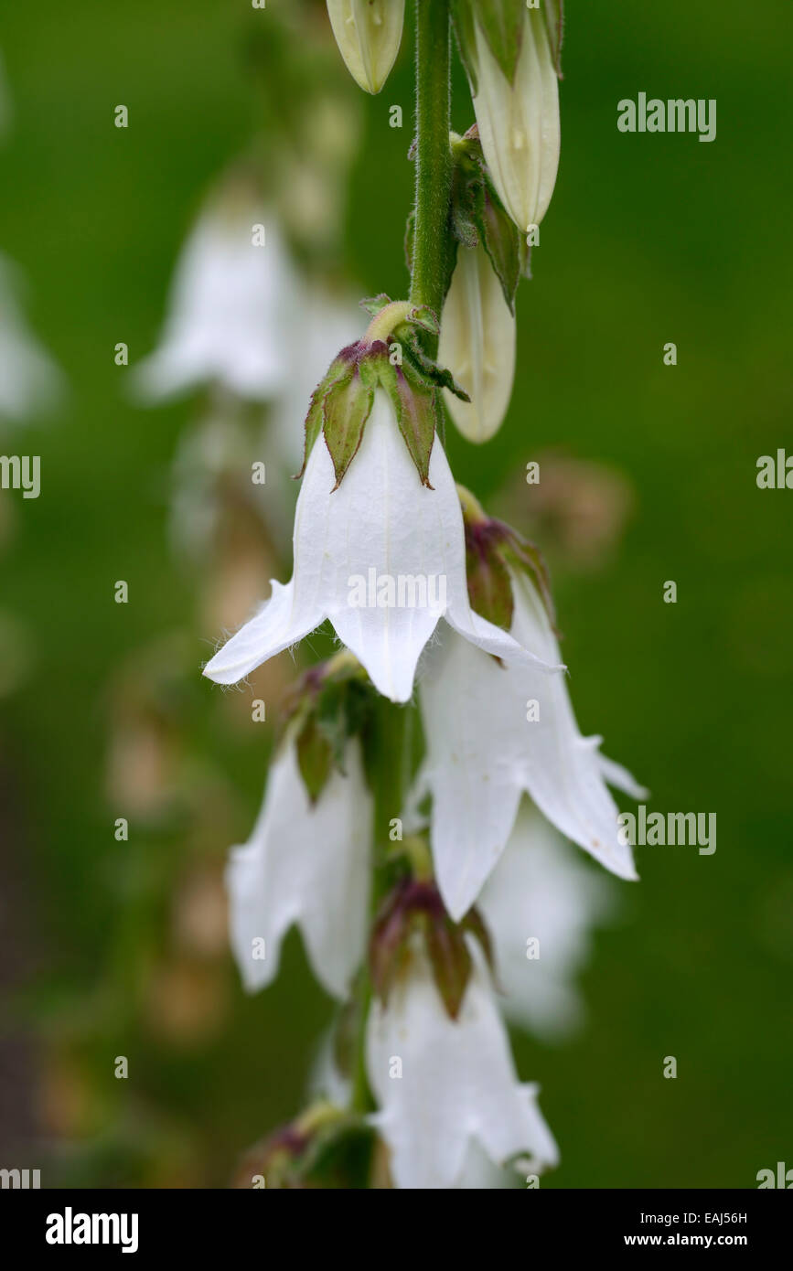 codonopsis lanceolata Bonnet bellflower white flowers flower flowering bell shape shaped edible RM Floral Stock Photo