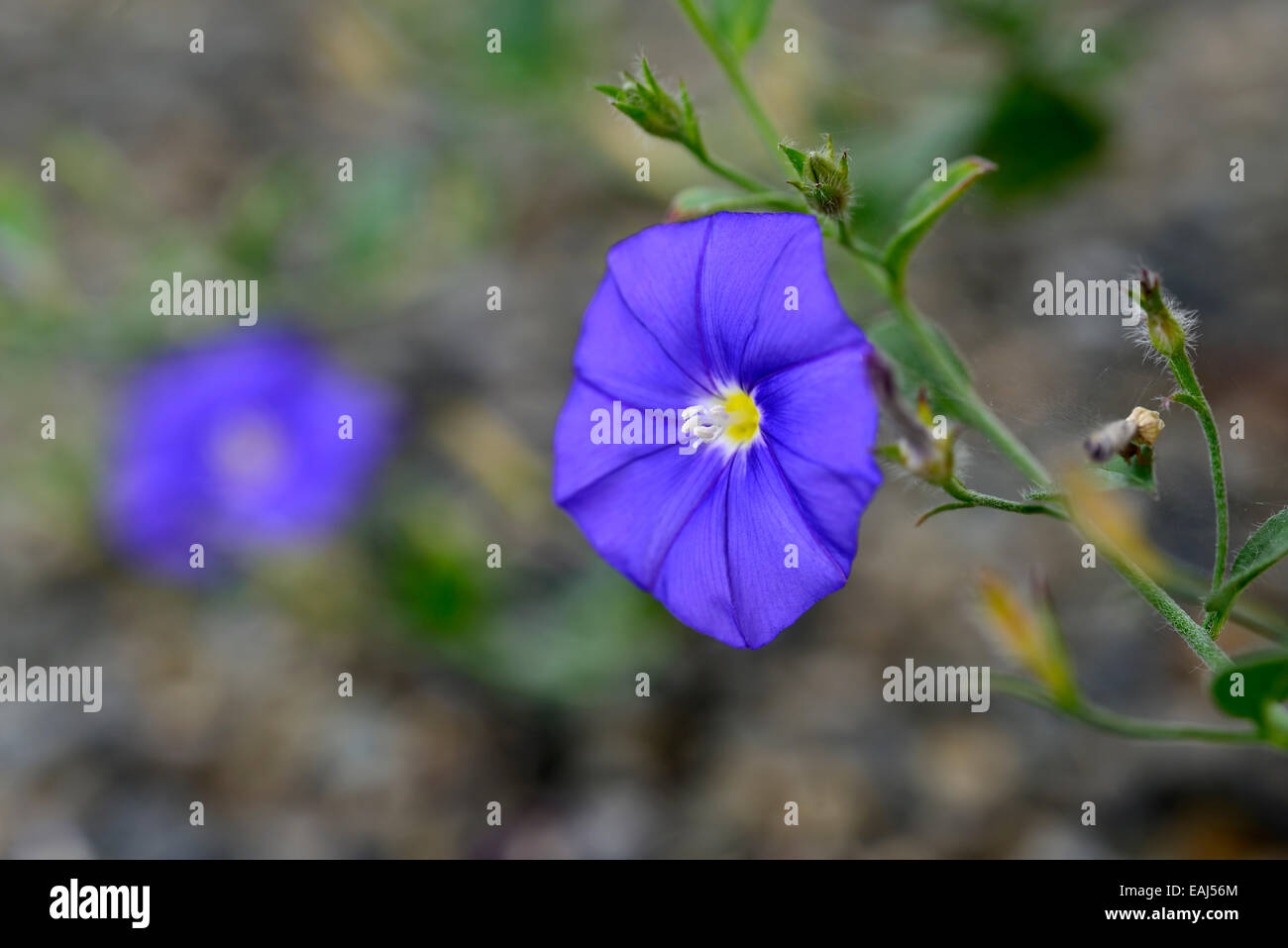 convolvulus sabatius ground morning glory blue flower single one RM Floral Stock Photo