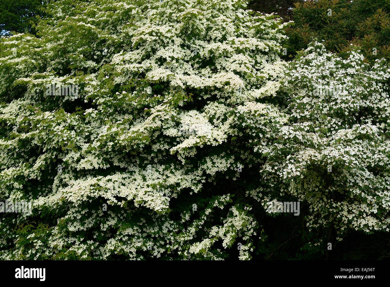 Chinesischer Blumenhartriegel Milky Way Cornus kousa Milky Way Hartriegel