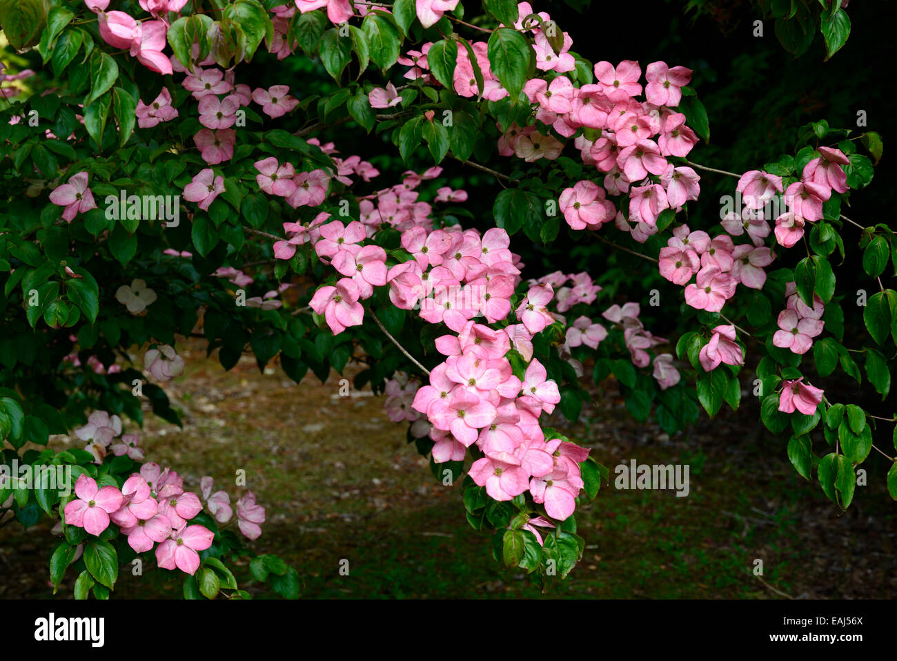 cornus kousa miss satomi pink flowers flower flowering dogwood Japanese Kousa dogwoods RM Floral Stock Photo
