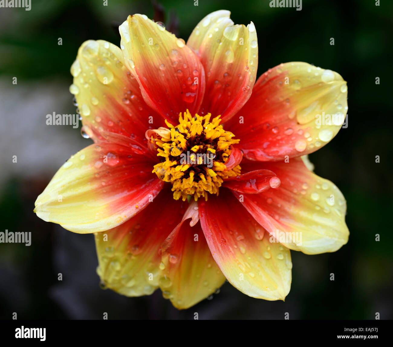My Image 25