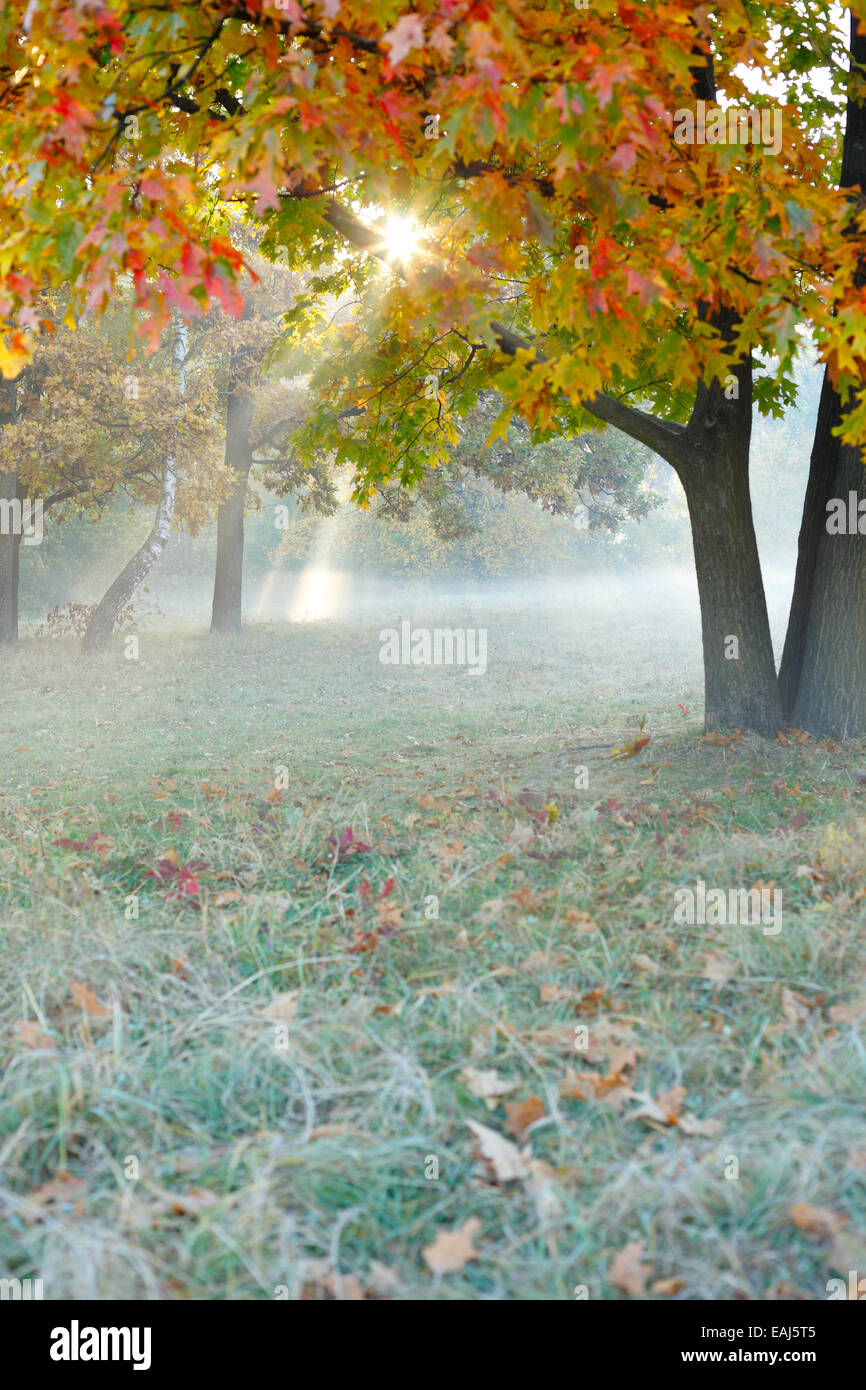 Beautiful autumn tree in the fog, landscape Stock Photo - Alamy