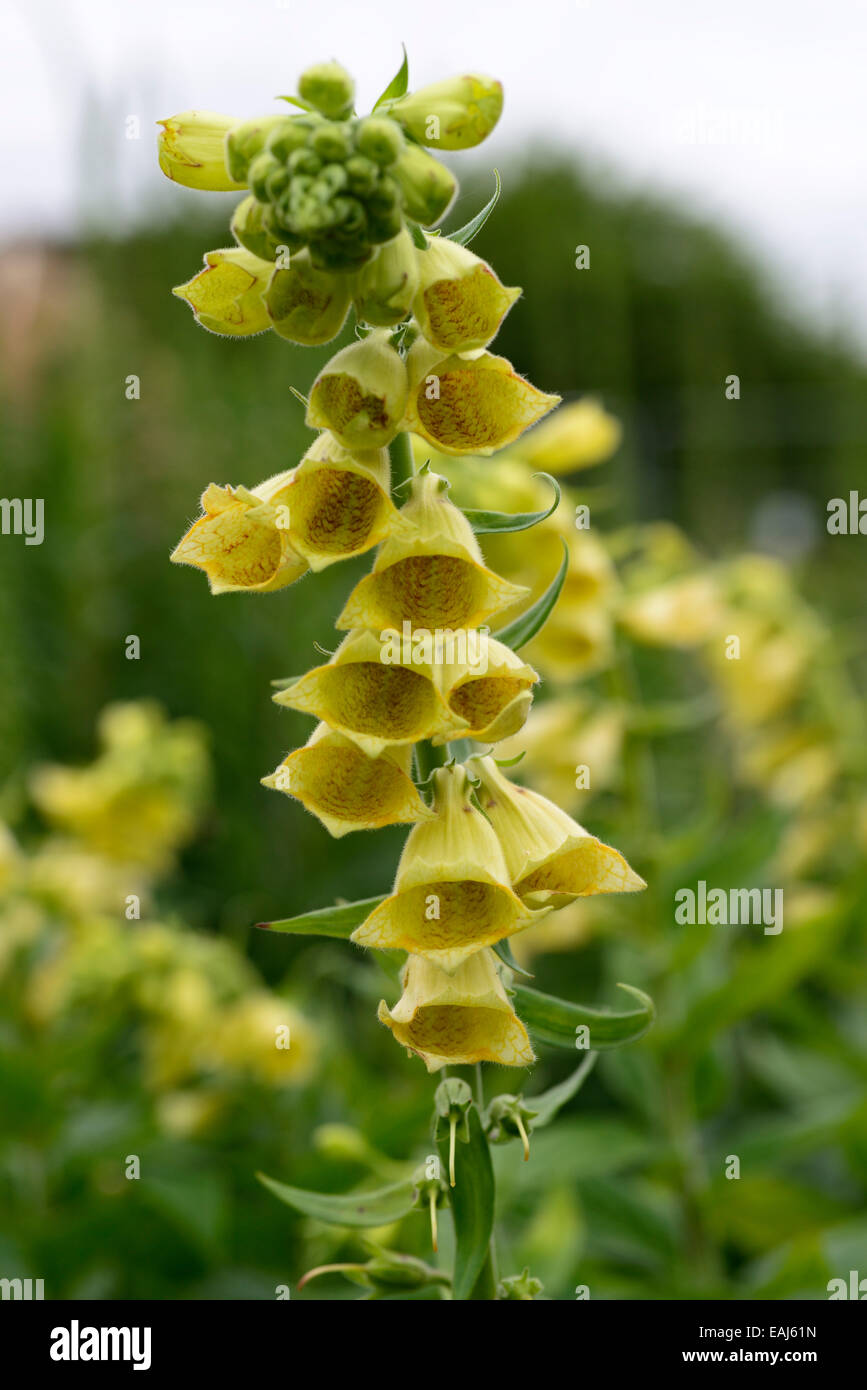 digitalis ambigua syn grandiflora foxglove foxgloves yellow flower flowers flowering perennial perennials RM Floral Stock Photo