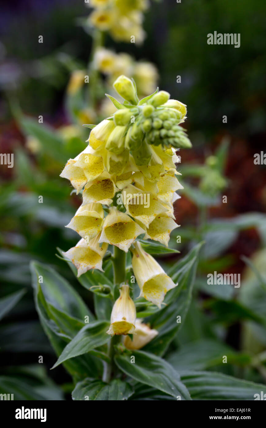 digitalis ambigua syn grandiflora foxglove foxgloves yellow flower flowers flowering perennial perennials RM Floral Stock Photo