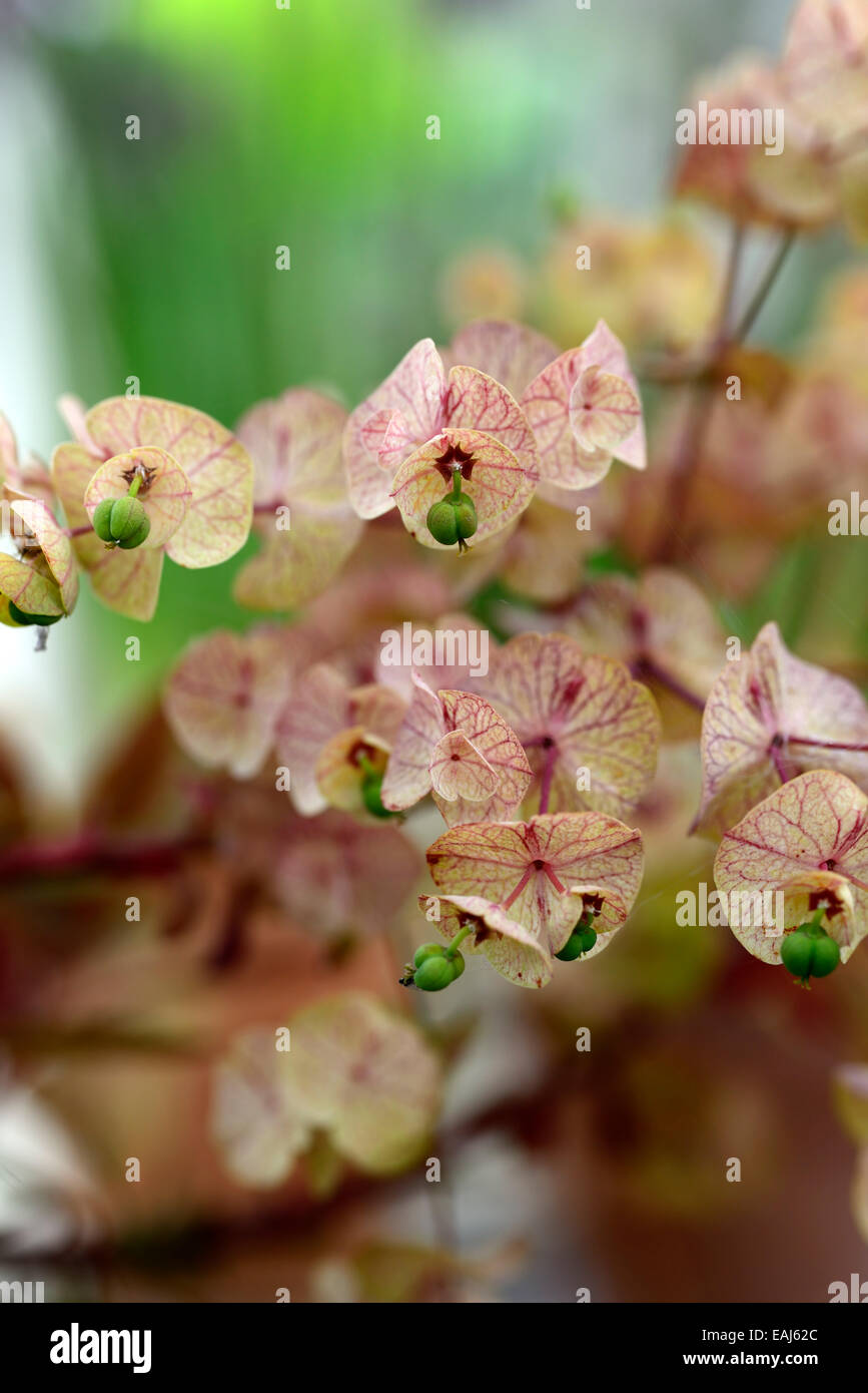 euphorbia amygdaloides purpurea seed seeds seedpods spurge spurges RM Floral Stock Photo