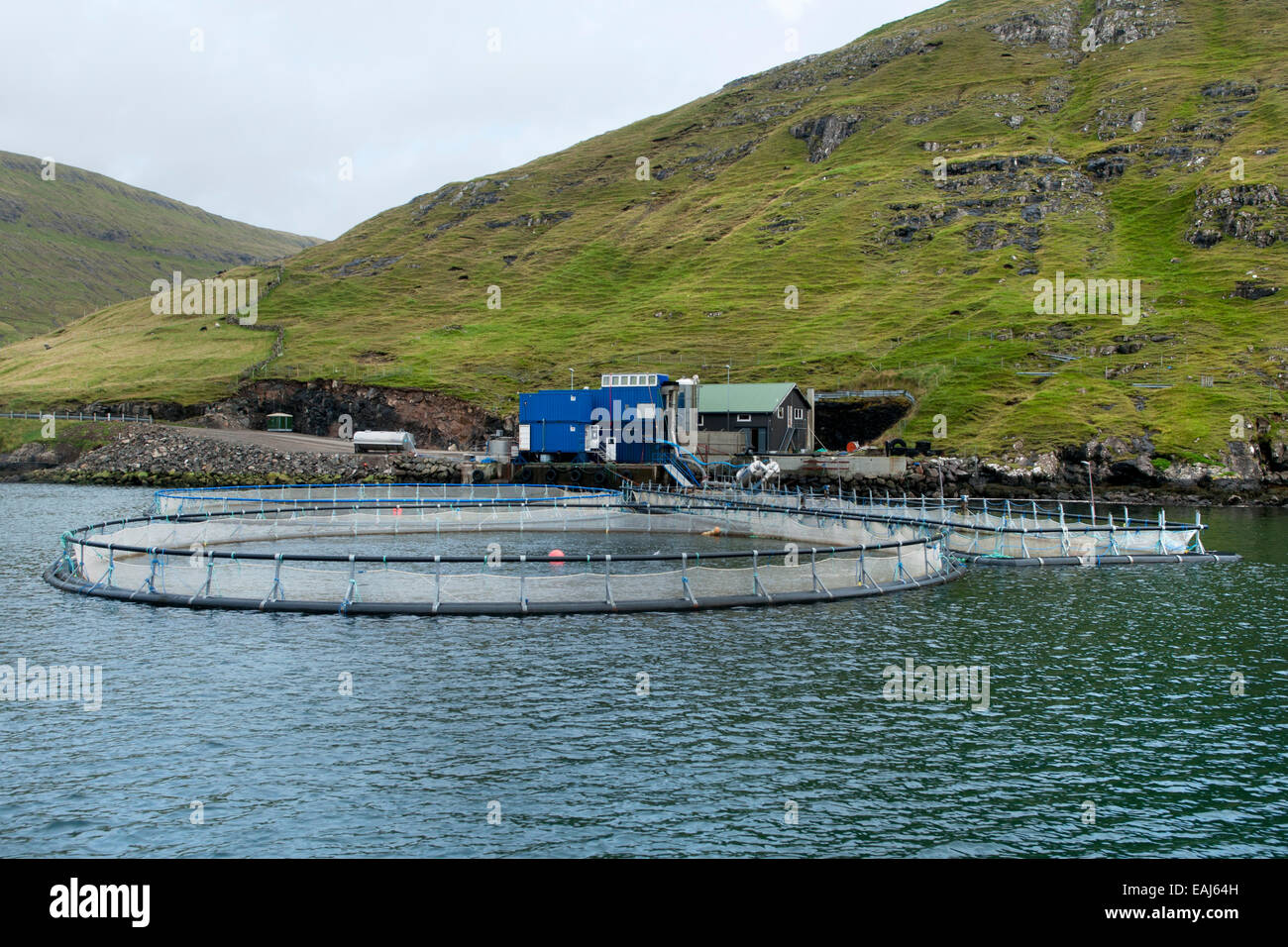 Salmon breeding (salmonids salmonidae), Faroe Islands Stock Photo