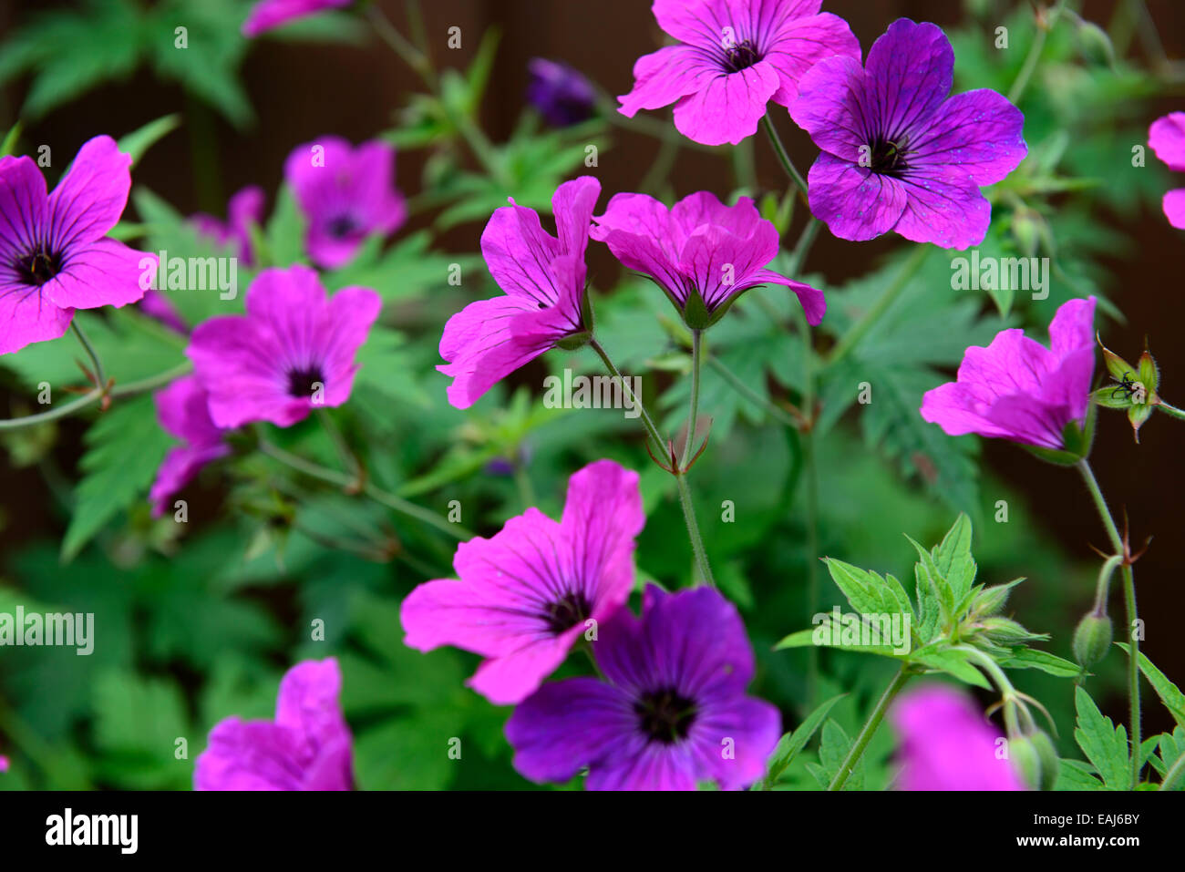 geranium psilostemon purple cranesbill flower flowers flowering perennial plant RM Floral Stock Photo