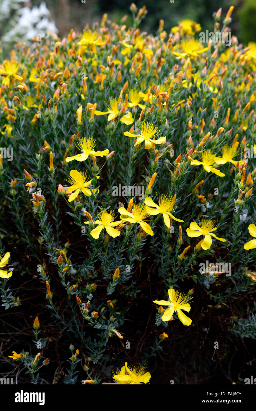 hypericum olympicum yellow flower flowers flowering St Johns Wort medicinal plant shrub shrubs RM Floral Stock Photo