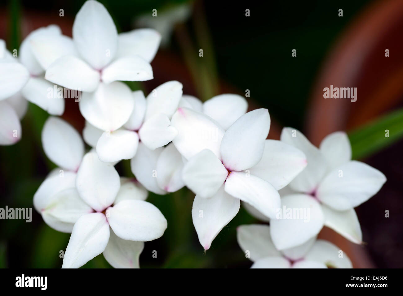 hypoxis parvula white flowers flower alpine corm corms alpine RM Floral Stock Photo