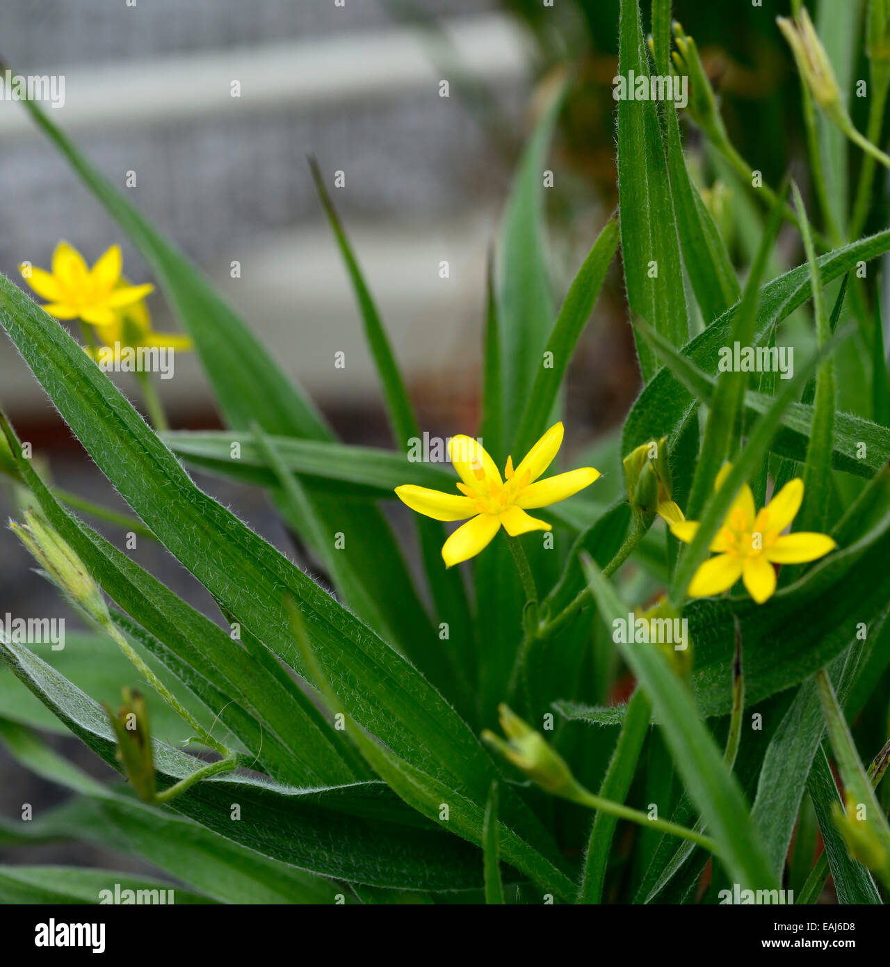 TÌNH YÊU CÂY CỎ ĐV 5 - Page 13 Hypoxis-villosa-yellow-flowers-flower-alpine-corm-corms-alpine-rm-EAJ6D8