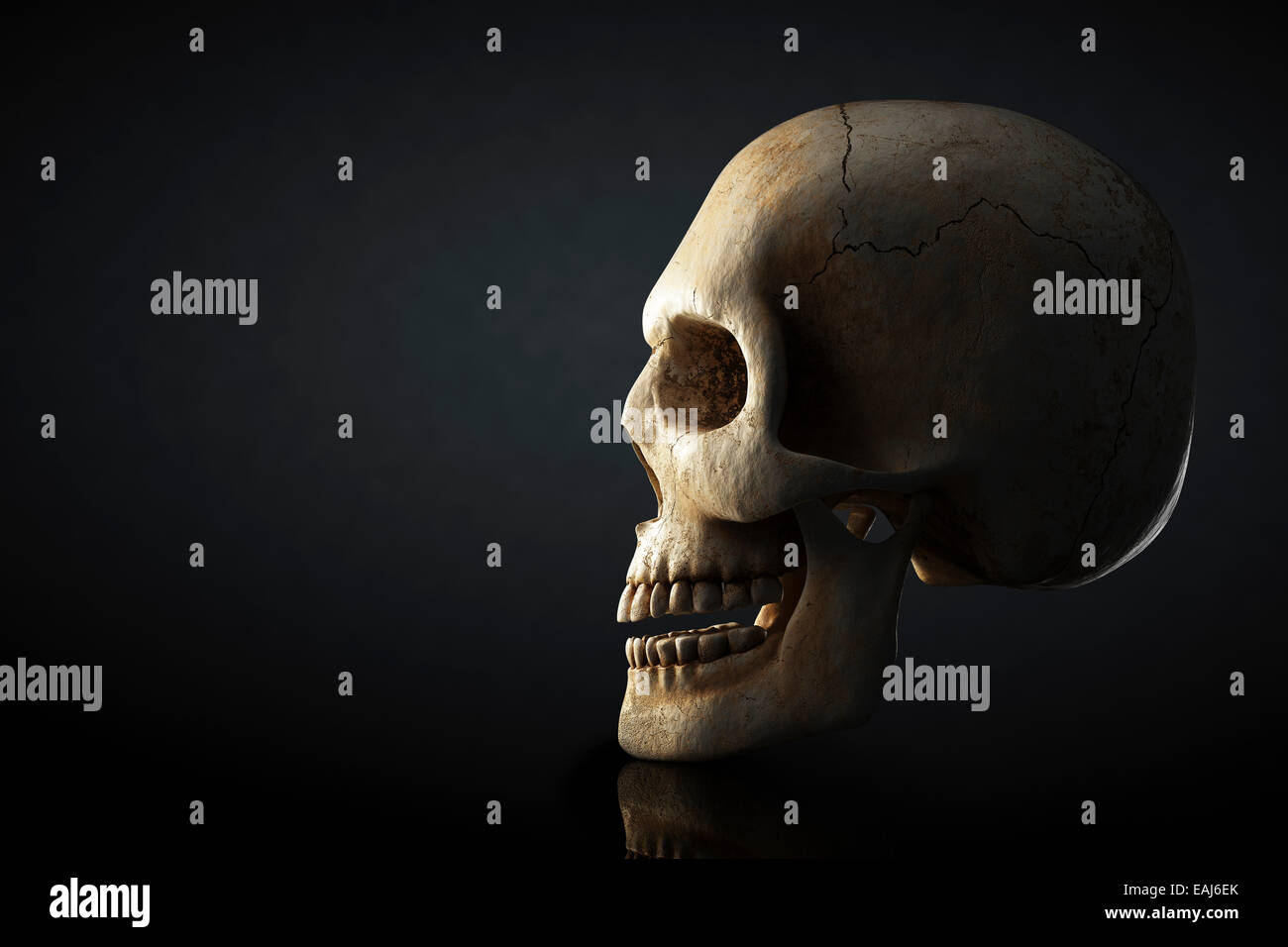 Human skull still life with side view on dark background - 3D artwork Stock Photo