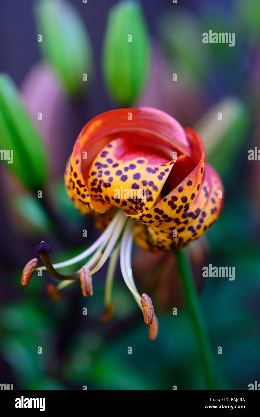 lilium pardalinum ssp shastense shasta lily lilies panther lily red orange spot spotted bulb bulbous perennial RM Floral Stock Photo