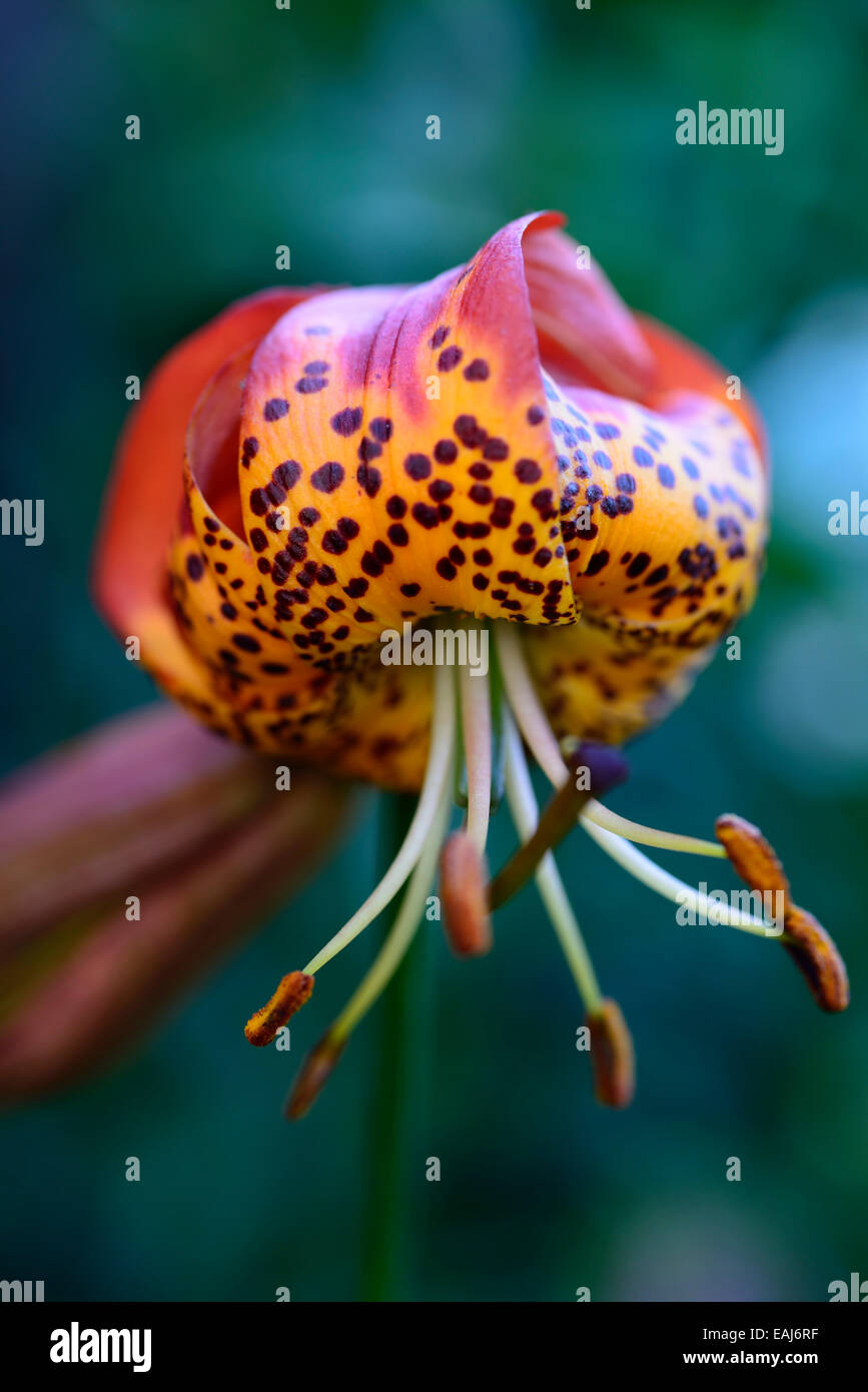 lilium pardalinum ssp shastense shasta lily lilies panther lily red orange spot spotted bulb bulbous perennial RM Floral Stock Photo