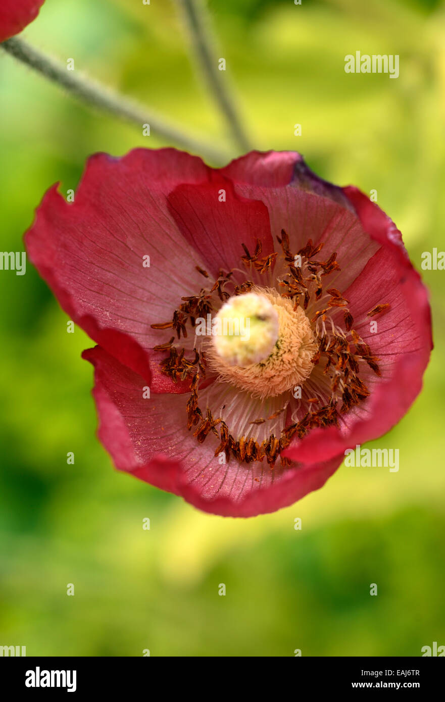 Meconopsis Napaulensis red poppy biennial Nepalese nepal Himalayan poppies flower flowers RM Floral Stock Photo