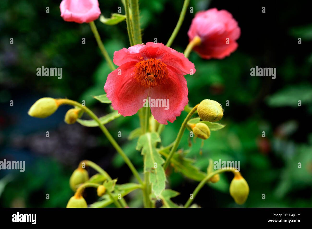 Meconopsis Napaulensis red poppy biennial Nepalese nepal Himalayan poppies flower flowers RM Floral Stock Photo