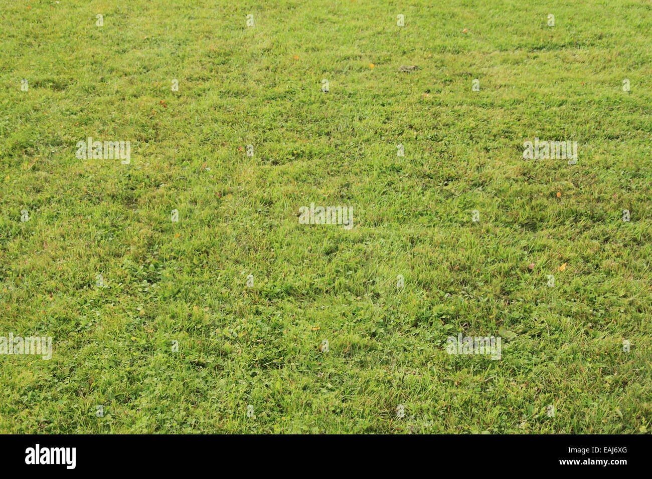 Lawn grassland hi-res stock photography and images - Alamy