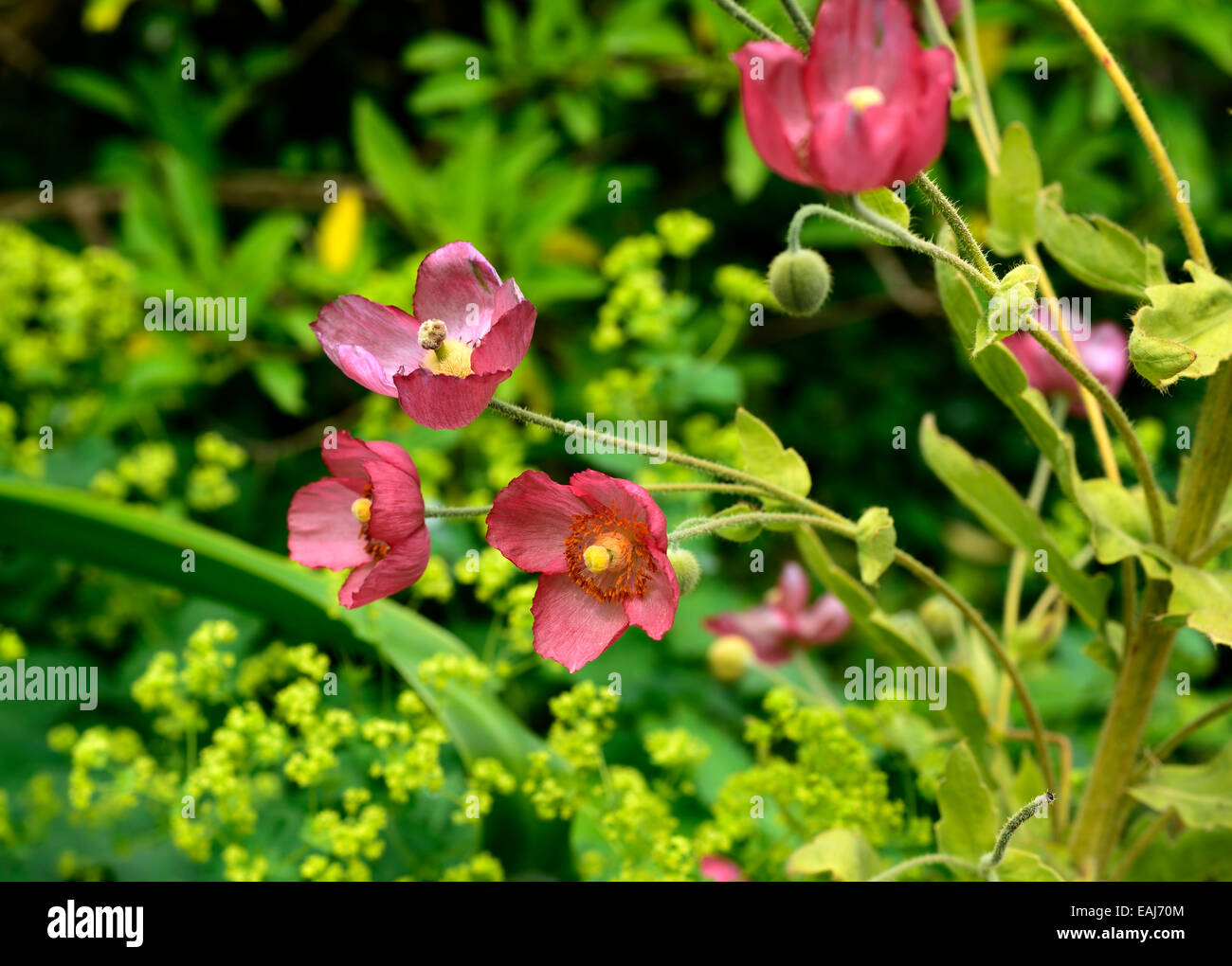Meconopsis Napaulensis red poppy alchemilla mollis biennial Nepalese nepal Himalayan poppies flower flowers RM Floral Stock Photo