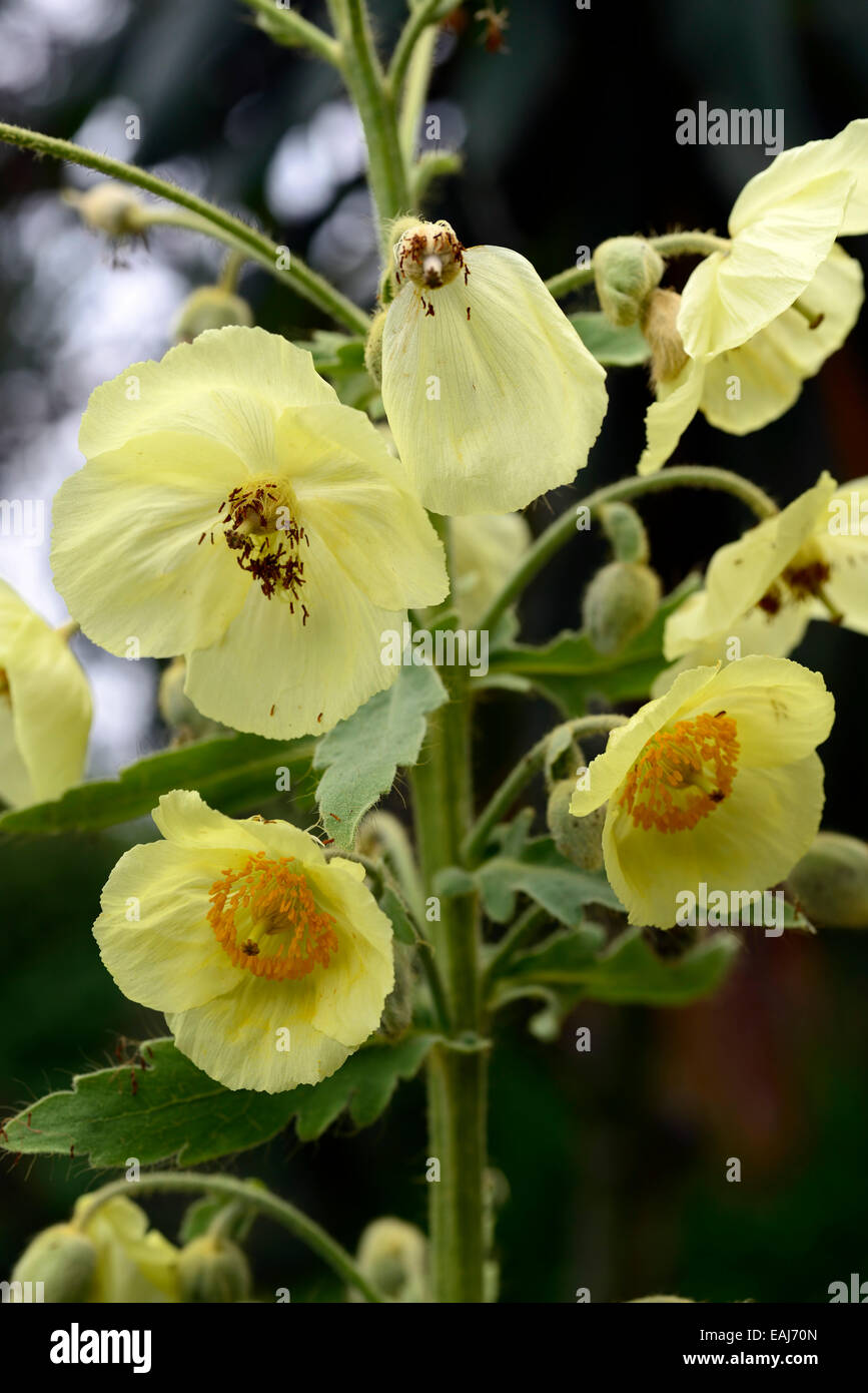 Meconopsis Napaulensis Yellow poppy biennial Nepalese nepal Himalayan poppies flower flowers RM Floral Stock Photo