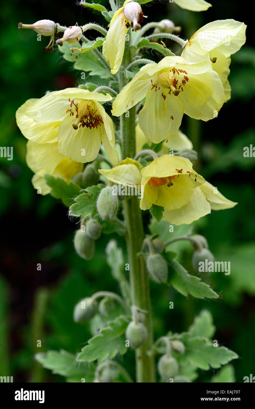Meconopsis Napaulensis Yellow poppy biennial Nepalese nepal Himalayan poppies flower flowers RM Floral Stock Photo