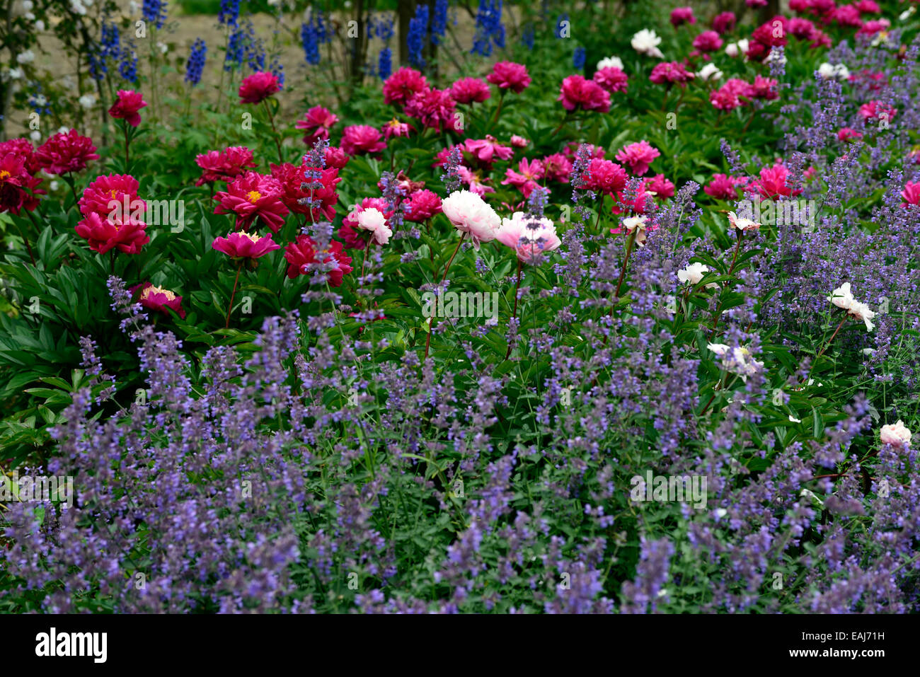 nepeta six hills giant catmint purple blue flowers red peony peonies flower mix mixed planting scheme perennial RM Floral Stock Photo