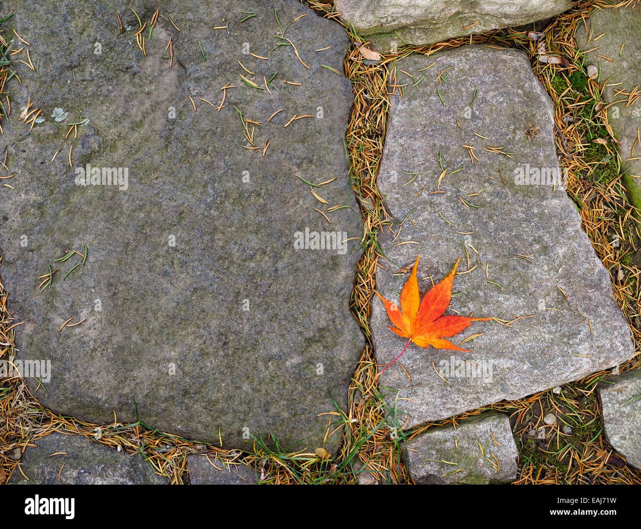 A single leaf gold red orange fall Japanese maple leaf fallen on a paving stone on an autumn day. Copy space with abstract feel. Stock Photo