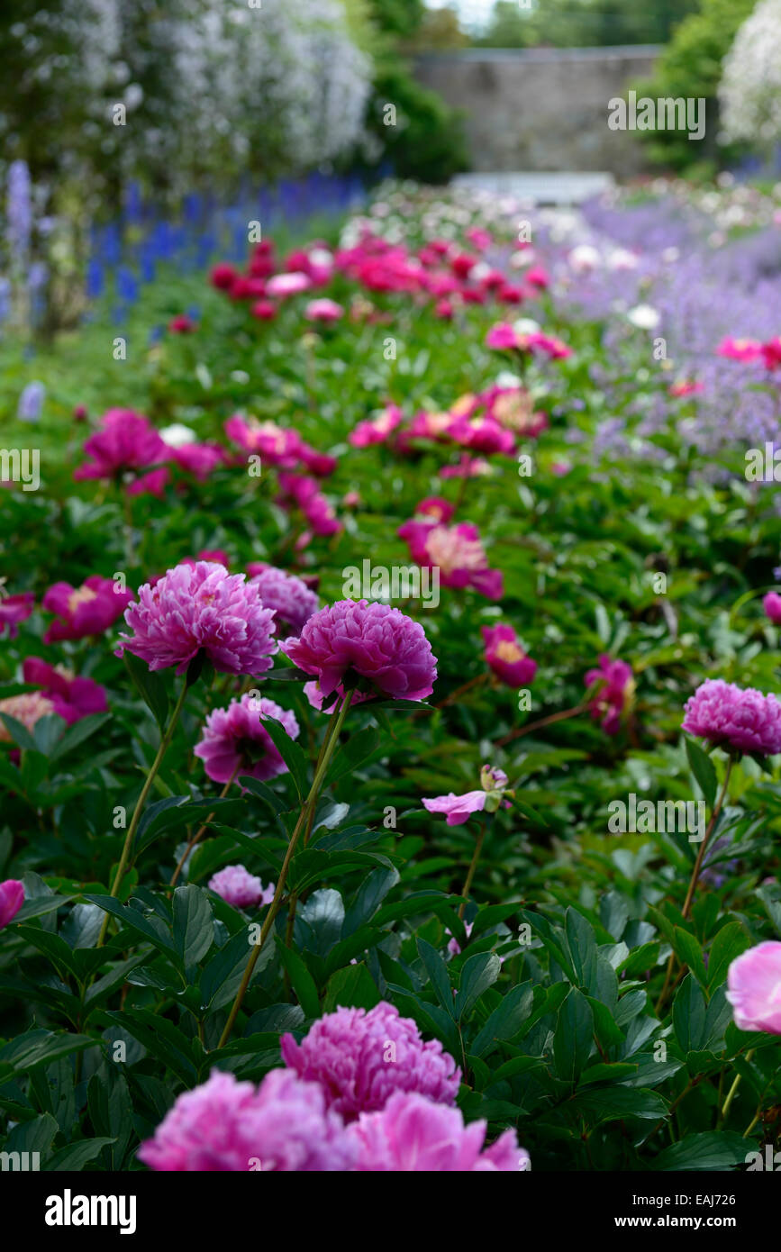 peony peonies mixed mix flower bed border herbaceous perennial flowers