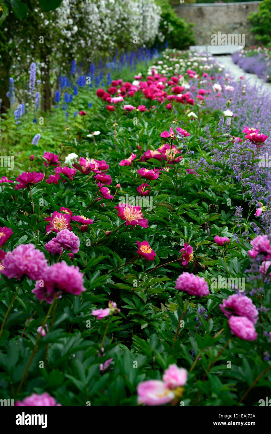 peony peonies mixed mix flower bed border herbaceous perennial flowers