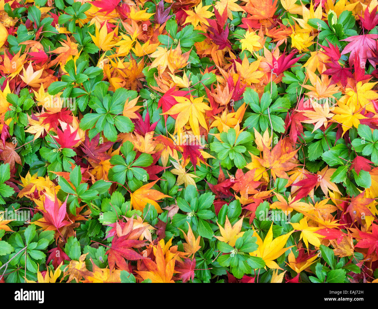 Japanese maple leaves Acer palmatum create a yellow orange and red pattern atop bright evergreen Japanese Pachysandra terminalis Stock Photo