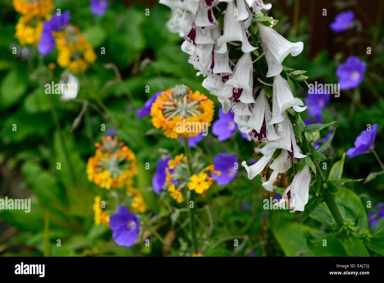 primula japonica geranium johnsons blue digitalis pams split planting ...